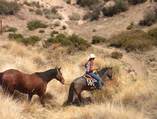 Horse training on Orange County Trails